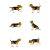 Beagle selection