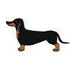 Dachshund black