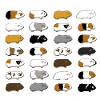 28 Guinea Pigs