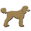 Poodle Brown