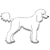 White poodle