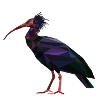 Waldrapp