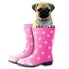 Mops