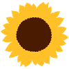 Sonnenblume