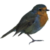rotkehlchen