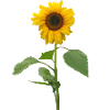 Sonnenblume
