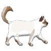 Sacred Birman goes
