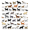 Many dogs go 2