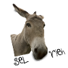 Selfie - Sel Vieh