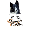 Border Collie Pfötchen