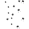 Fährte Wildschwein, Mufflon, Reh