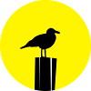 Möwe Sonne