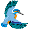 Eisvogel