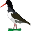 Austernfischer