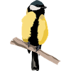 Kohlmeise