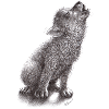 Junger heulender Wolf