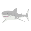 shark