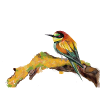 Little bird