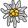 Edelweiss