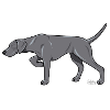 weimaraner