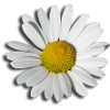 Marguerite