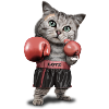BOXING CAT