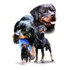 Hunde