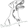 Dobermann_Portrait