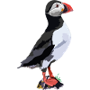 Papageitaucher