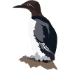 Trottellumme
