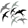 Swallows heading south