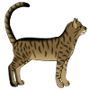 Striped cat is