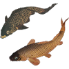 Two Kois