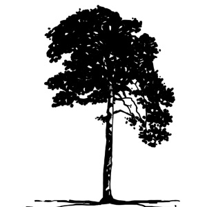 kiefer png