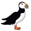 Choughs with fish