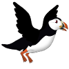 Puffins flying