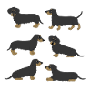 Rough hair Dachshund selection