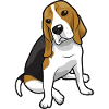 Beagle Dog