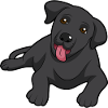 black labrador Dog