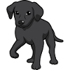 black labrador Dog