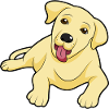 Golden Labrador