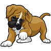 Boxer Dog