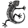 Gecko