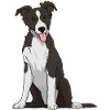 Border Collie Dog