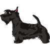 Scottish Terrier Dog
