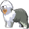 Old English Sheepdog