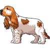 Cocker Spaniel Dog