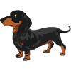 Dachshund