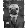Smart pug