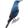 Blaumerle